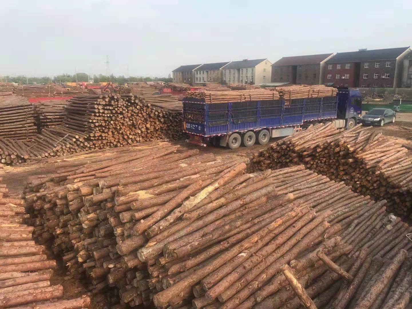 【全国送货】大量现货供应4米松木桩,河道工程打桩木