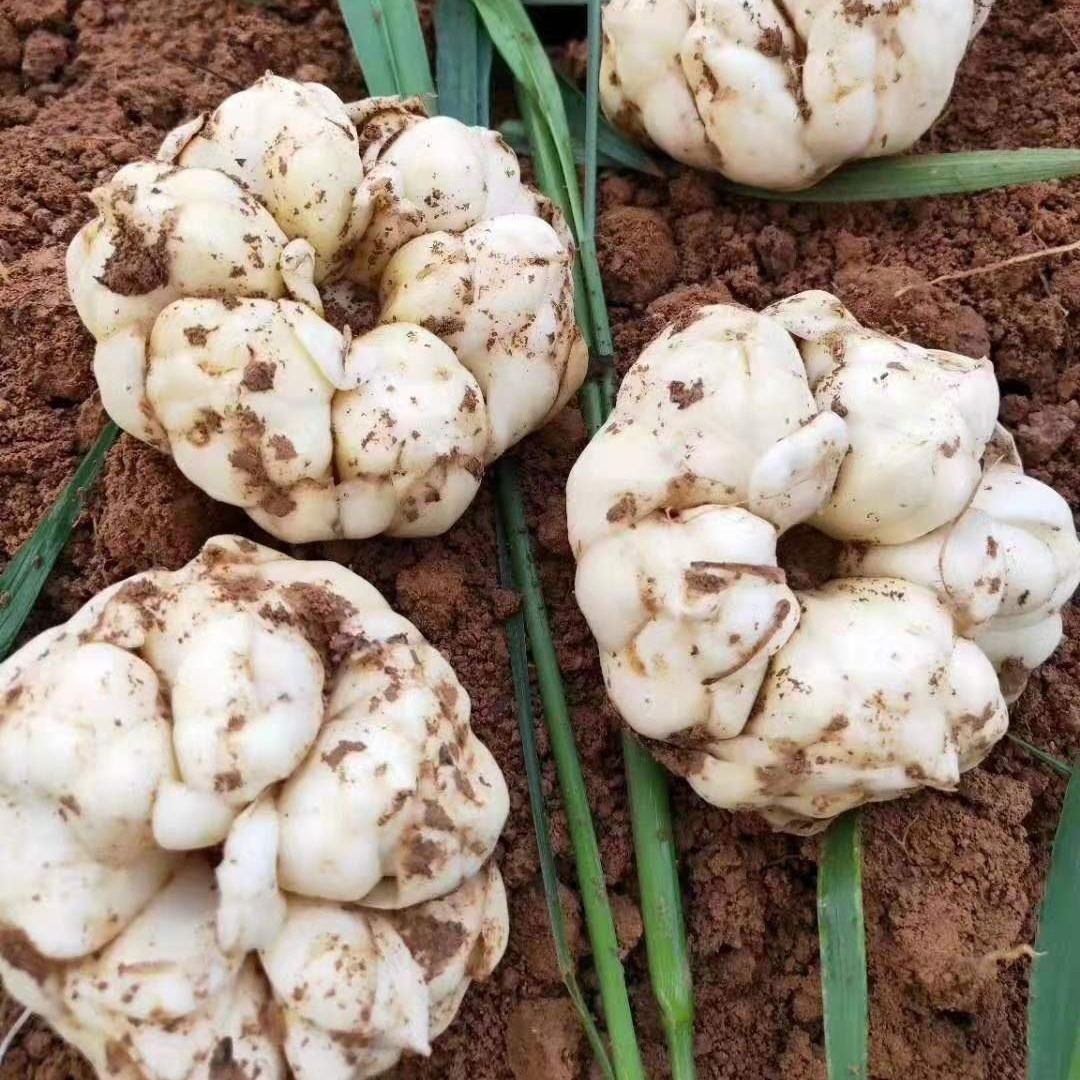 宜兴鲜百合大部包邮微苦糯药食同源大百合百合籽宜兴食用百合