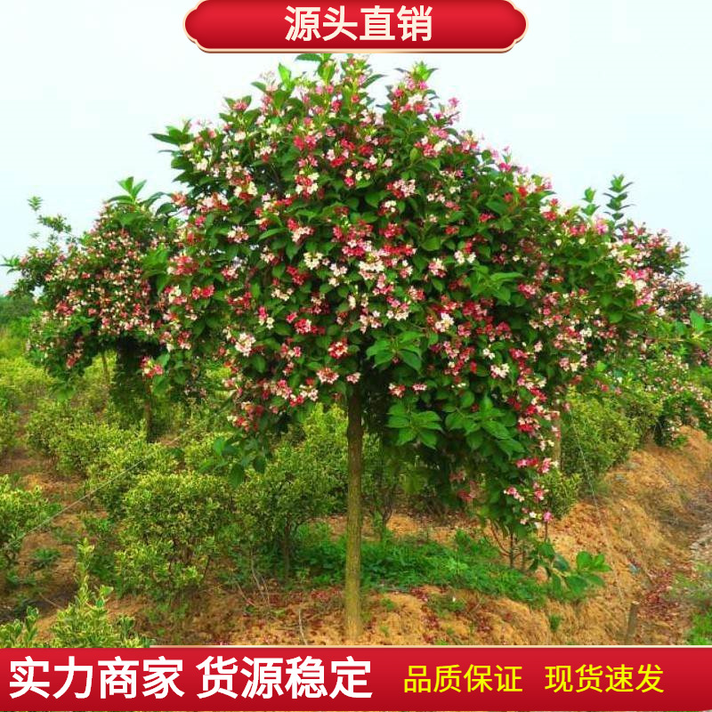 半斤五彩锦带种子一斤五彩锦带种子半斤百粒重/千粒重(g)默认项161