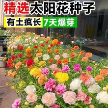 重瓣太阳花花种子四季播种开花易成活花籽阳台室内盆栽苗花卉种孑