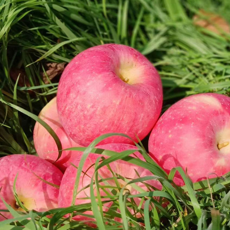 苹果烟台水果新鲜冰糖心脆甜果10斤山东栖霞产相似店