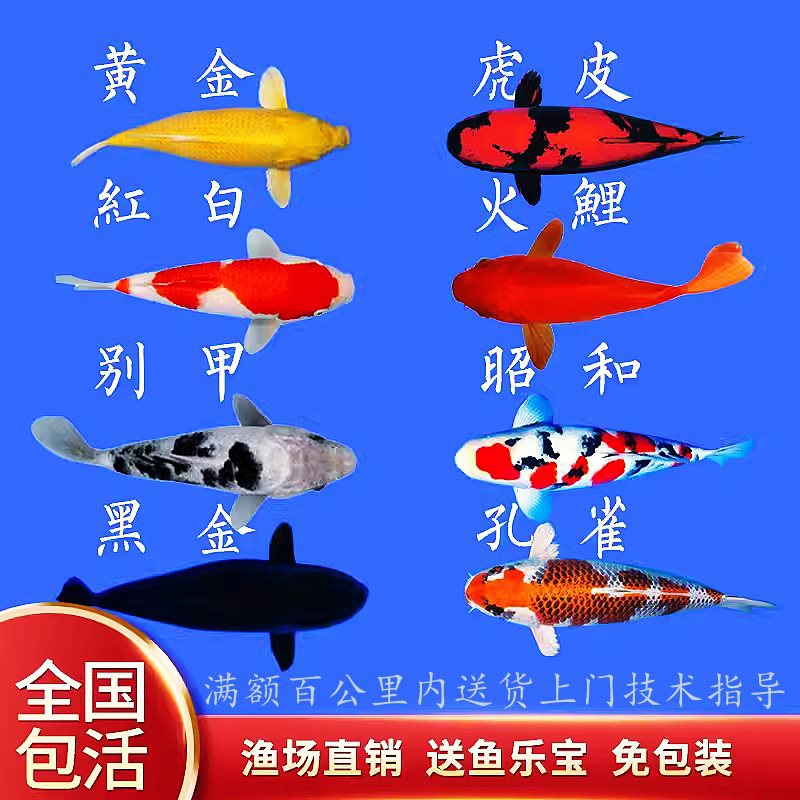 纯种大型锦鲤鱼冷水鱼观赏鱼活体淡水鱼红鲤鱼红白锦鲤鱼包邮
