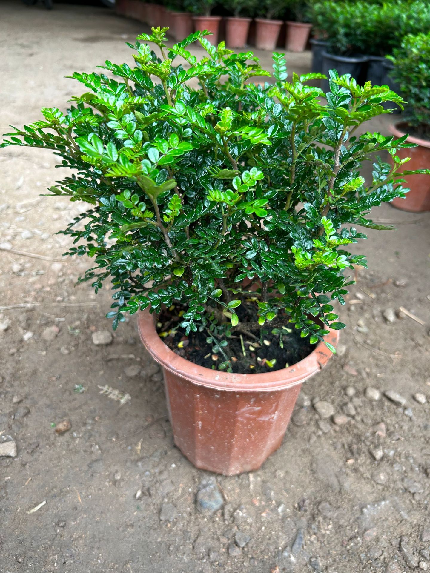 广州基地 直发清香木盆栽驱蚊草 花卉绿植空气盆栽植物胡椒木批发