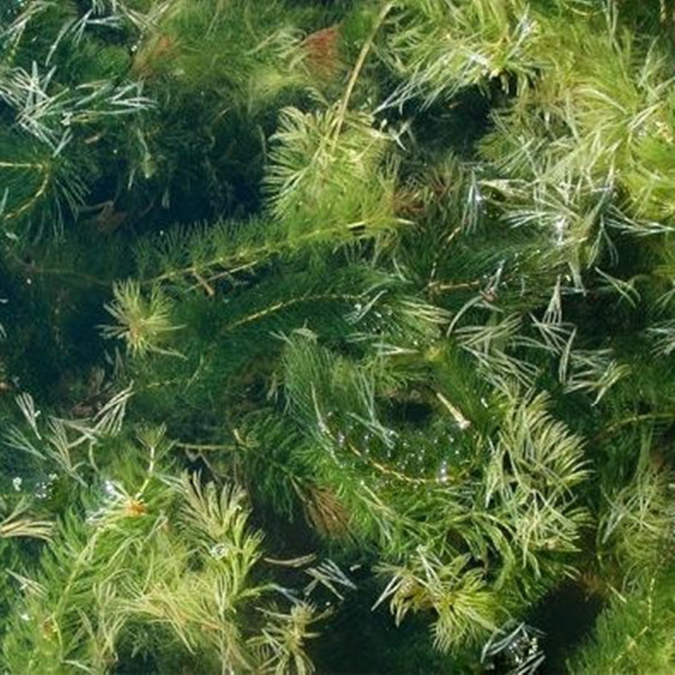 承包水生植物种植养护,人工浮岛安装维护,曝气设备安装维护.