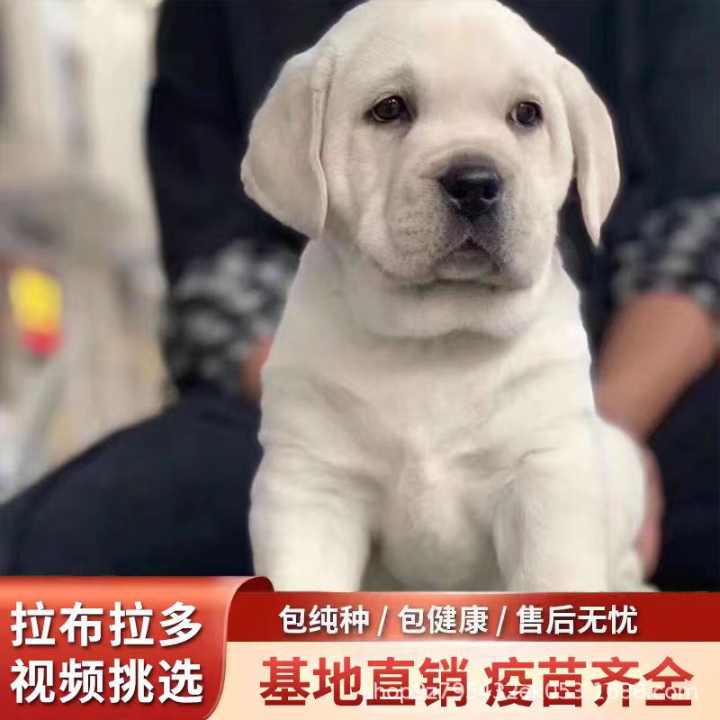 纯种拉布拉多幼犬活体黑白色拉布拉多导盲犬神犬小七活体宠物狗