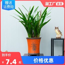 兰花盆栽带花苞花卉植物室内好养绿植墨兰花苗四季开花香妃建剑兰