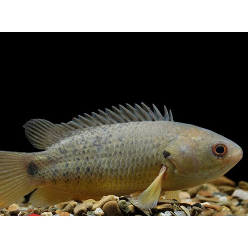 攀鲈鱼过山鲫梅花龟壳家养鱼淡水鱼观赏鱼耐活中型加州鲈鱼苗养殖