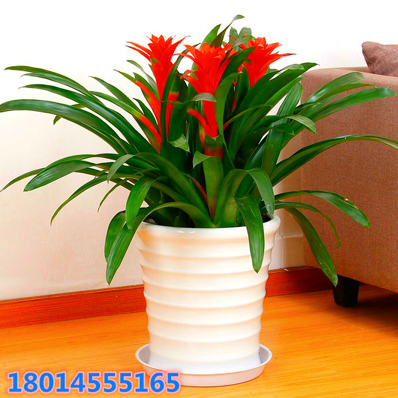 鸿运当头小苗 凤梨花苗 铁兰树苗 室内客厅阳台美观绿植盆栽种植