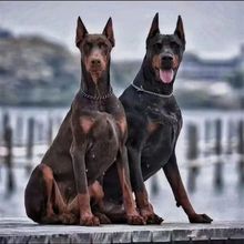 迷你宾莎(迷你杜宾)cku犬舍,小诺出品,必出精品!_阿里巴巴找货神器