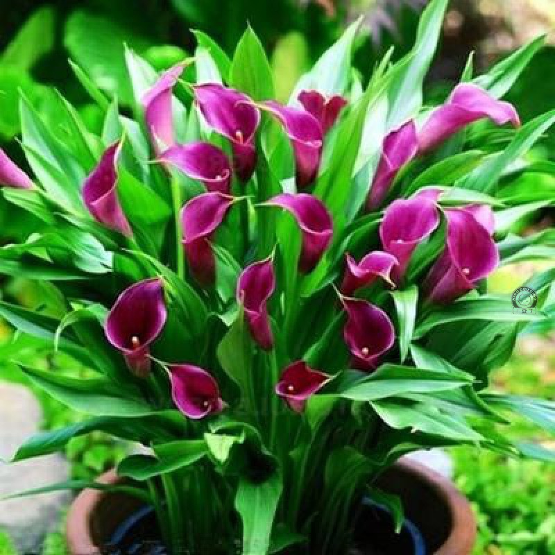 四季彩色马蹄莲盆栽植物室内种球多年生花卉包邮.