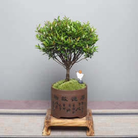小叶赤楠盆景红杨金丝楠木微型盆栽办公室茶几阳台花卉绿植