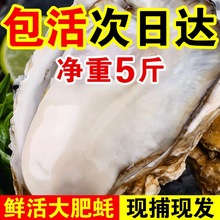 鲜活生蚝现剥生蚝肉新鲜牡蛎肉蛎蝗去壳纯蚝仔肉海鲜水产顺丰