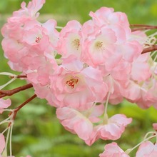 仿真樱花枝大枝婚庆樱花树盆景装饰花藤条绢花拱门客厅背景墙