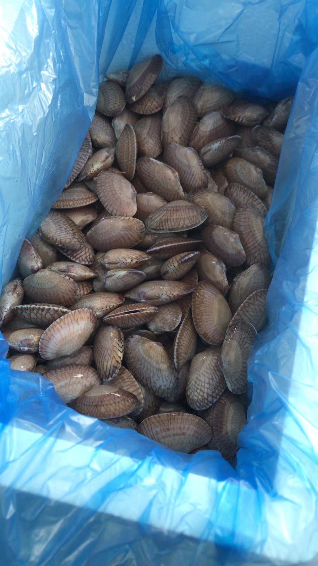 福建东山岛 油甲蛤肉 花甲蛤肉 贝类 海鲜冷冻水产 批发 代发