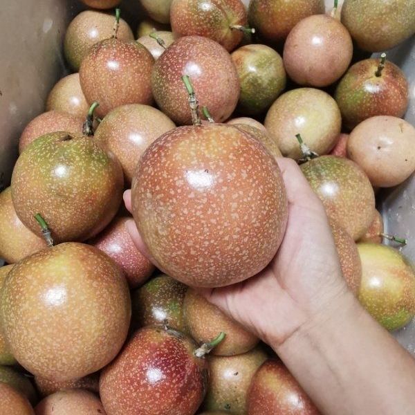 满天星百香果广西西番莲大果热情果新鲜现摘纯甜鸡蛋果顺丰