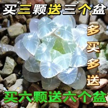 玉露多肉植物冰灯水晶组合十二卷批发新手四季室内好养绿植送土