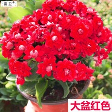 【带花苞发货】长寿花盆栽 带花苞重瓣 室内好养绿植花卉四季开花