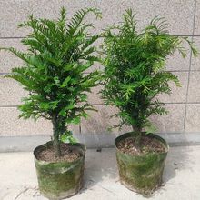 正宗南方红豆杉老桩景植物室内外吸甲醛盆栽大树四季常绿耐寒植物