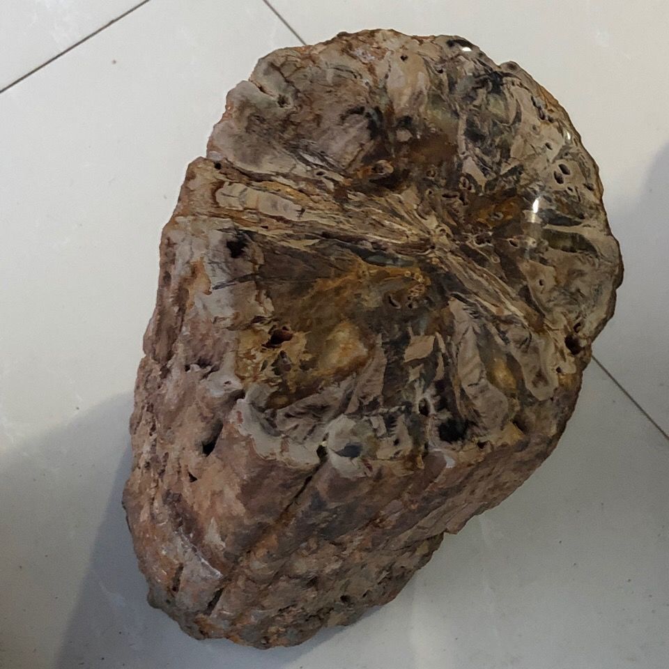 木化石木化石树化石全皮树墩