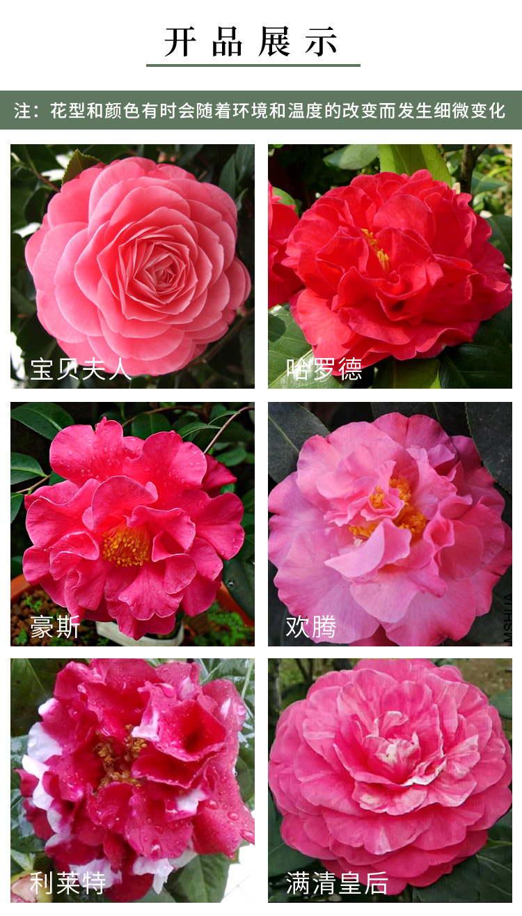 2022新详情--云杂_01