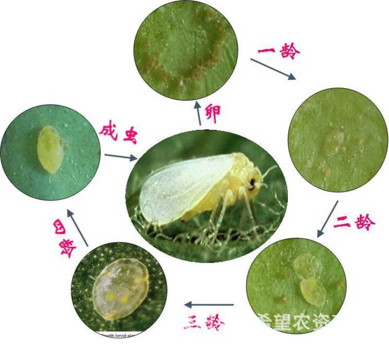 30%呋虫胺异丙威 水稻稻飞虱茶树叶蝉蚜虫梨木虱白粉虱农药杀虫剂