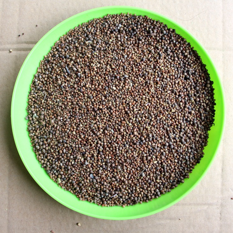 直销马棘种子马棘子林木种子量大优惠 成活率高