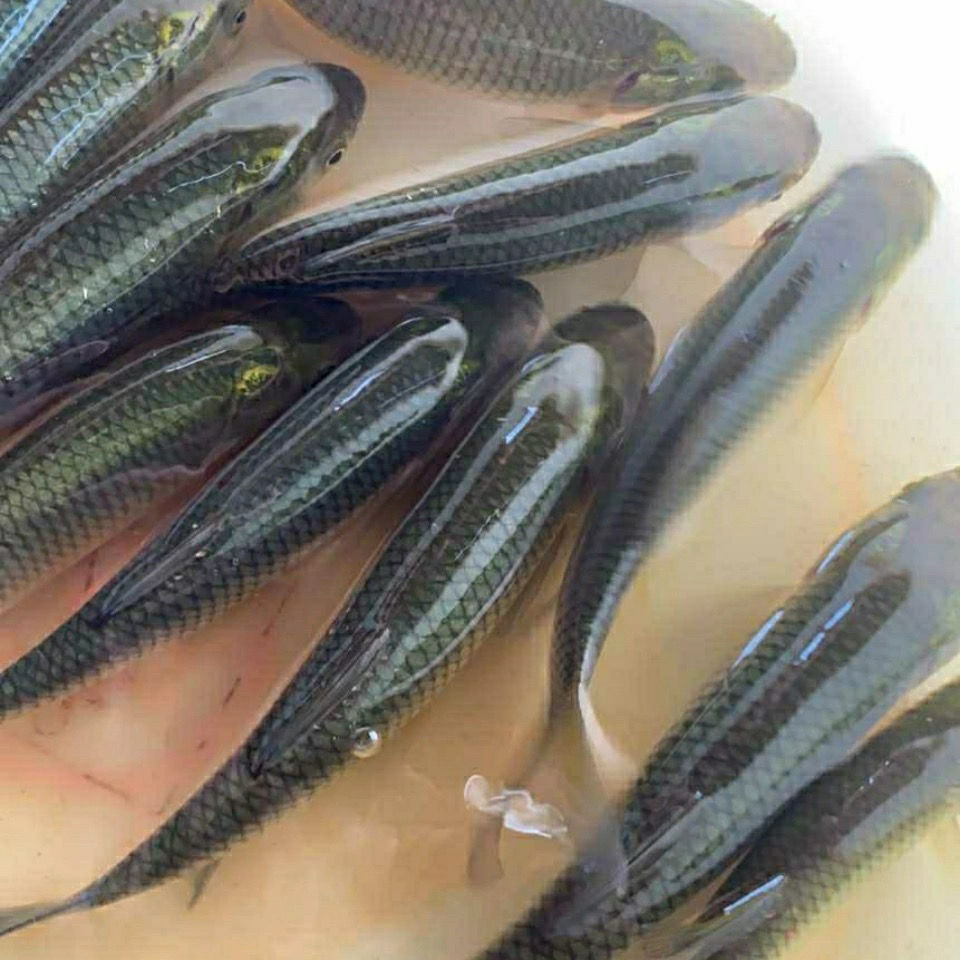 大规格草鱼苗  脆肉皖鱼苗 淡水养殖 四大家鱼活体 食蚊鱼