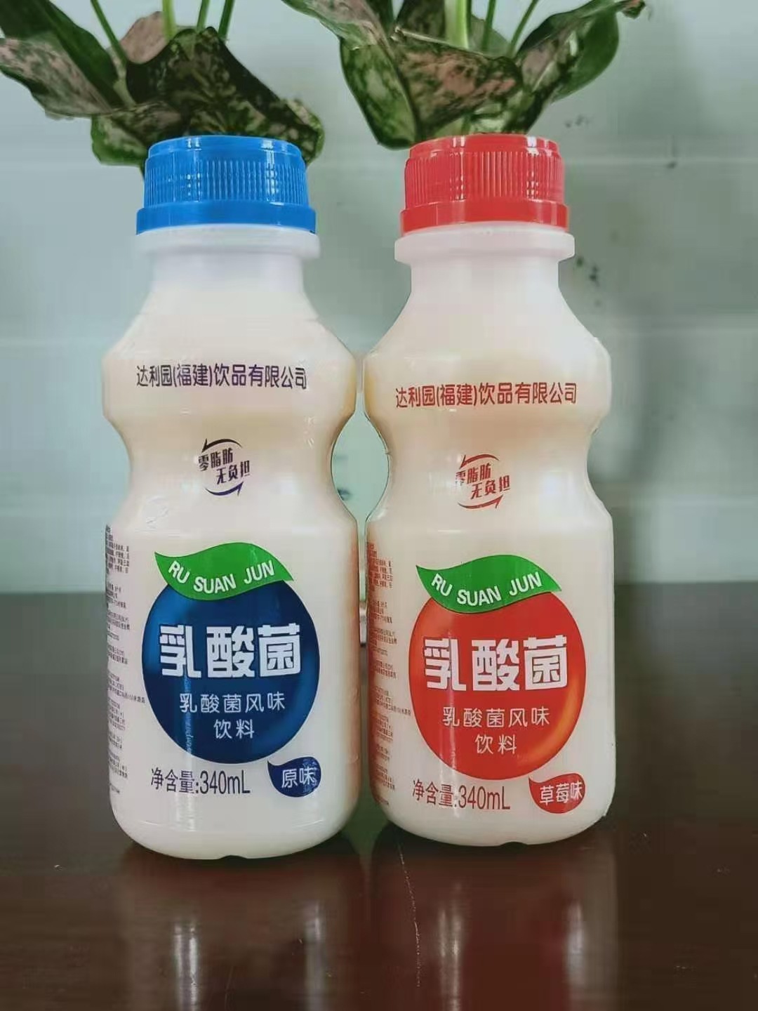 达利园乳酸菌益生菌340mlx12瓶 自助餐饮品便宜饮料地摊走量饮料