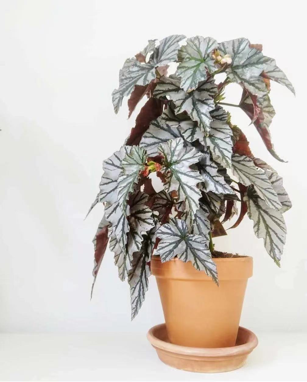 海威秋海棠 室内盆栽植物花卉