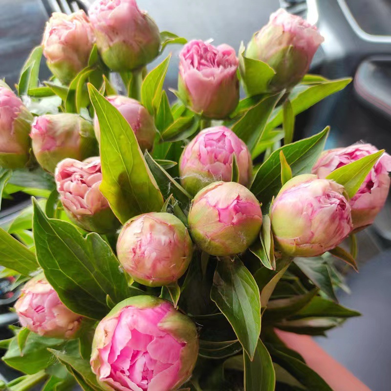 云南鲜花相思梅鲜切花婚庆装饰玫红色相思梅-阿里巴巴