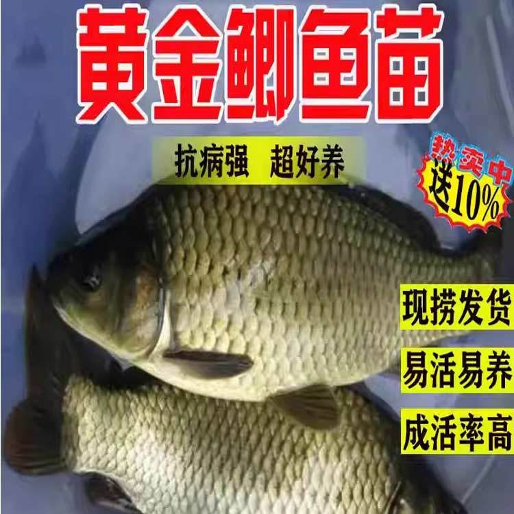 鲫鱼苗淡水养殖食用特大中科五号黄金鲫冷水工程土鲫鱼草鱼皖鱼苗