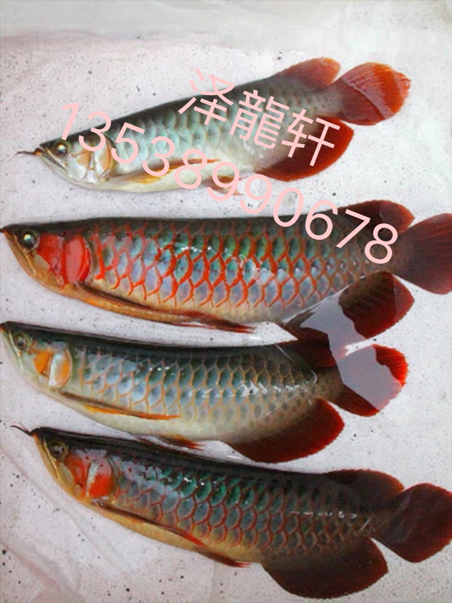 印尼红龙鱼活体鱼辣椒红龙超血红龙苗金龙鱼活鱼龙鱼小鱼苗热带鱼