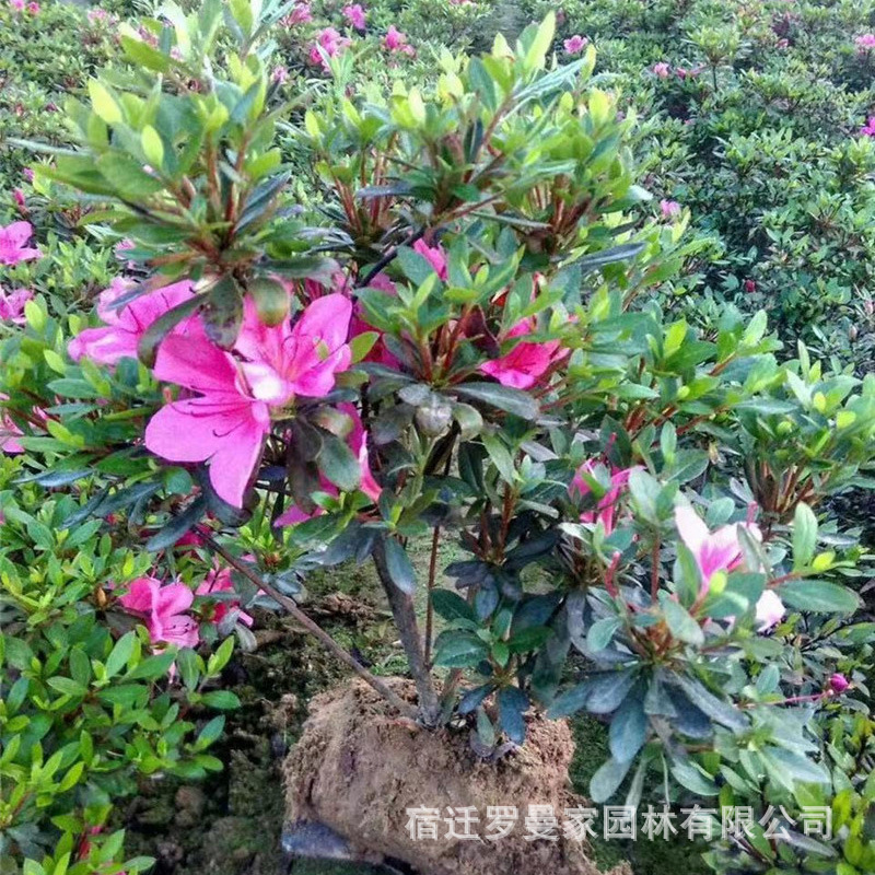 石岩杜鹃苗常绿灌木庭院花园观赏花卉植物盆栽东洋朱砂杜鹃春鹃花