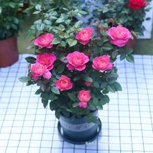 玫瑰花盆栽开花阳台花园观花庭院室内植物花卉四季花苞带大花月季