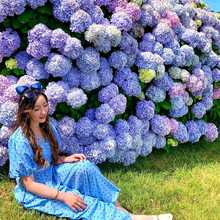 绣球花苗盆栽无尽夏老桩八仙花阳台四季开花卉庭院植物耐寒包养活