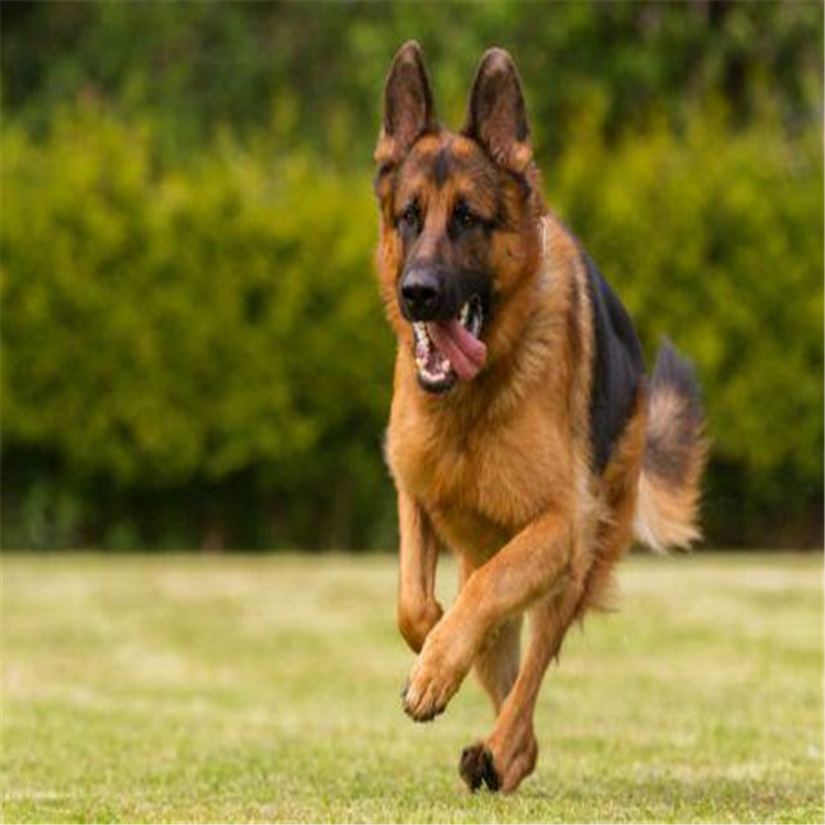 德国牧羊犬幼犬家养德牧幼犬听话温顺看家护院的小狗出售