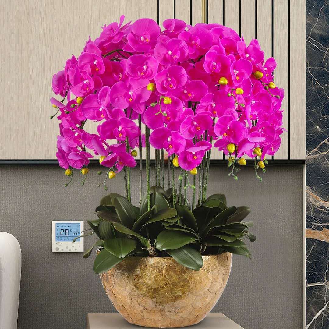 带花剑蝴蝶兰花卉蝴蝶兰带花发货直播间直播专卖蝴蝶兰盆栽