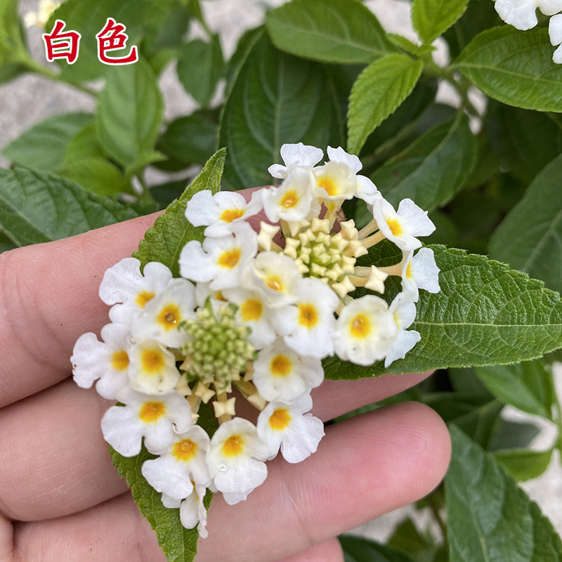 庭院驱蚊逐蝇植物盆栽五色梅 逐蝇花 耐热花期长全年开花驱蚊花卉