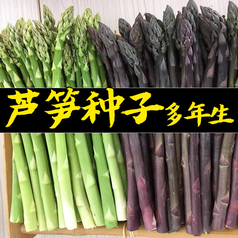 美国鹰牌绿色芦笋种子龙须菜石刁柏种子紫色芦笋种子四季盆栽种孑