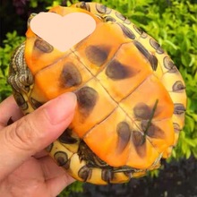 乌龟黄金龟龟活物巴西龟家养观赏宠物龟大小乌龟批发厂家一件代发