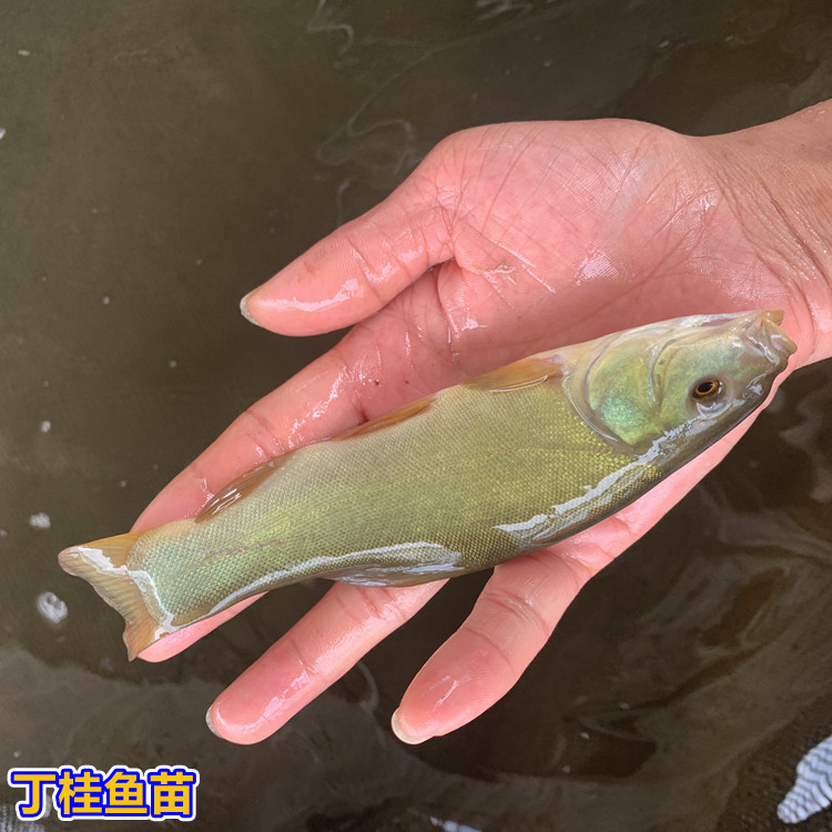 直销批发丁桂鱼苗淡水丁贵鱼苗活体金鲑鱼丁鲑鱼须鱼岁金岁冷水鱼