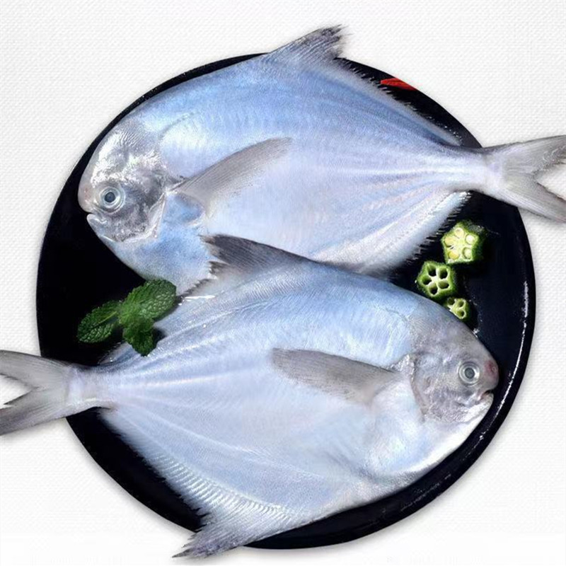 5斤包邮大号银鲳鱼无冰衣生鲜银鲳鱼冰鲜白鲳鱼鳊鱼1条约3两/半斤