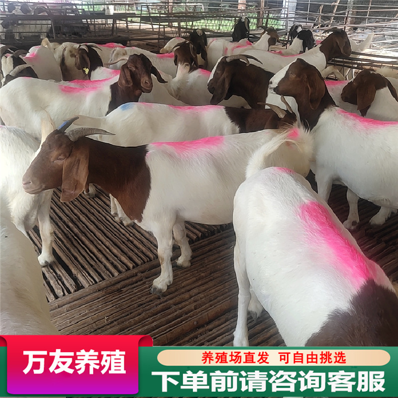 出售波尔山羊活体 黑山羊羊羔价格 50斤的波尔山羊价格 大量出售