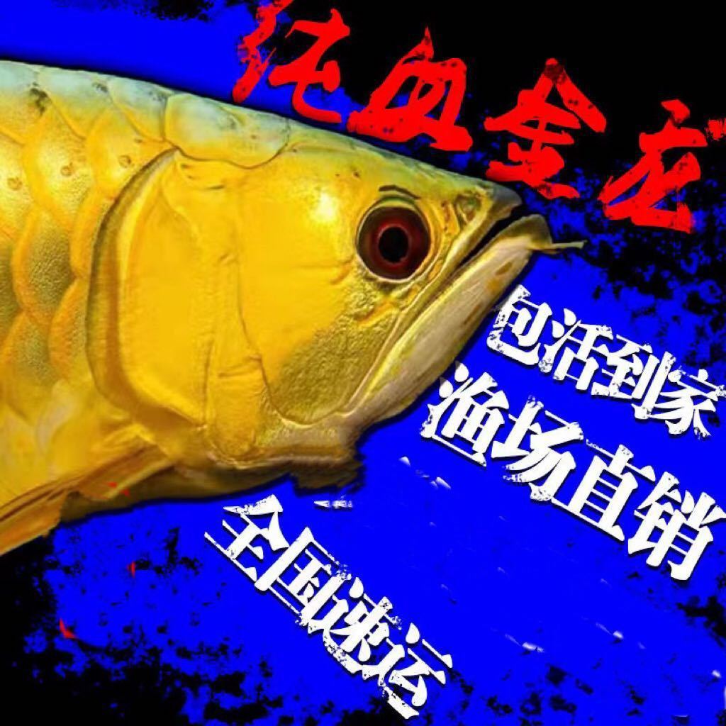 包发色过背赛级蓝底古典金龙印尼红龙银龙鱼苗随机发货热带风水鱼