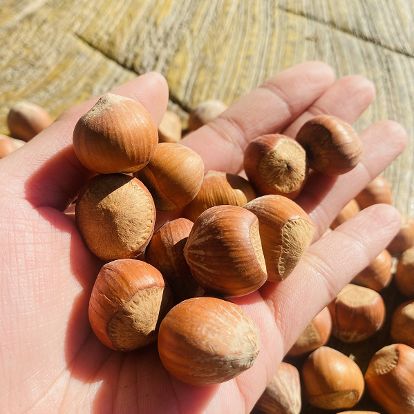 大兴安岭野生榛子铁岭火榛子坚果 水漏生榛子坚果500克-阿里巴巴