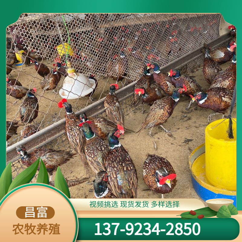 农家散养七彩山鸡苗幼苗活体批发 脱温半斤山鸡活苗批发价格鸡苗