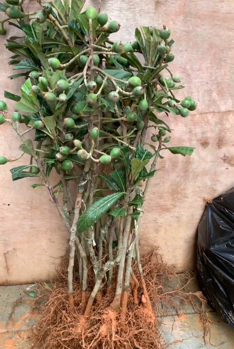 无核枇杷苗树特大砂糖大五星果树苗嫁接枇杷苗当年结果南北方种植