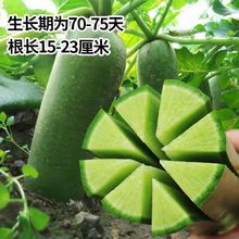 冰糖水果萝卜种子生吃脆甜农家蔬菜种孑四季播种阳盆栽绿萝卜种籽