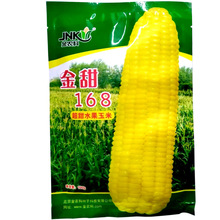 金甜168水果玉米种子 大棒早熟高产超甜玉米四季生吃大田种植种子