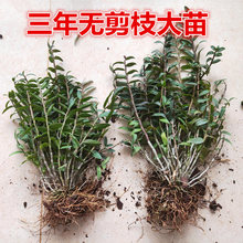 【6月开花季 】3年生红杆铁皮石斛苗盆栽 吊兰用非一般室内1